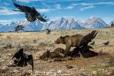 Những bức ảnh ấn tượng nhất 2016 do National Geographic bình chọn