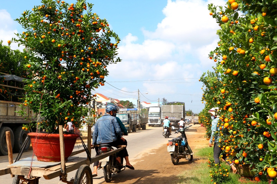 “Thủ phủ” quất cảnh Hội An rộn ràng xuống phố - 11 “Thủ phủ” quất cảnh Hội An rộn ràng xuống phố - 11