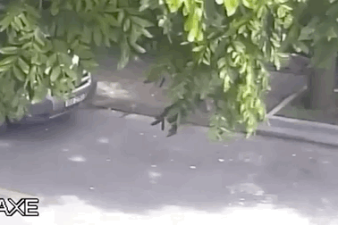 Hoảng hồn cảnh trẻ em chạy sang đường bị ôtô đâm