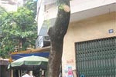 Hà Nội: Tạm giữ 3 cán bộ chặt cành sưa