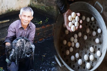 Lão nông nuôi loài cua đẻ trứng như gà, cho thu nhập cao