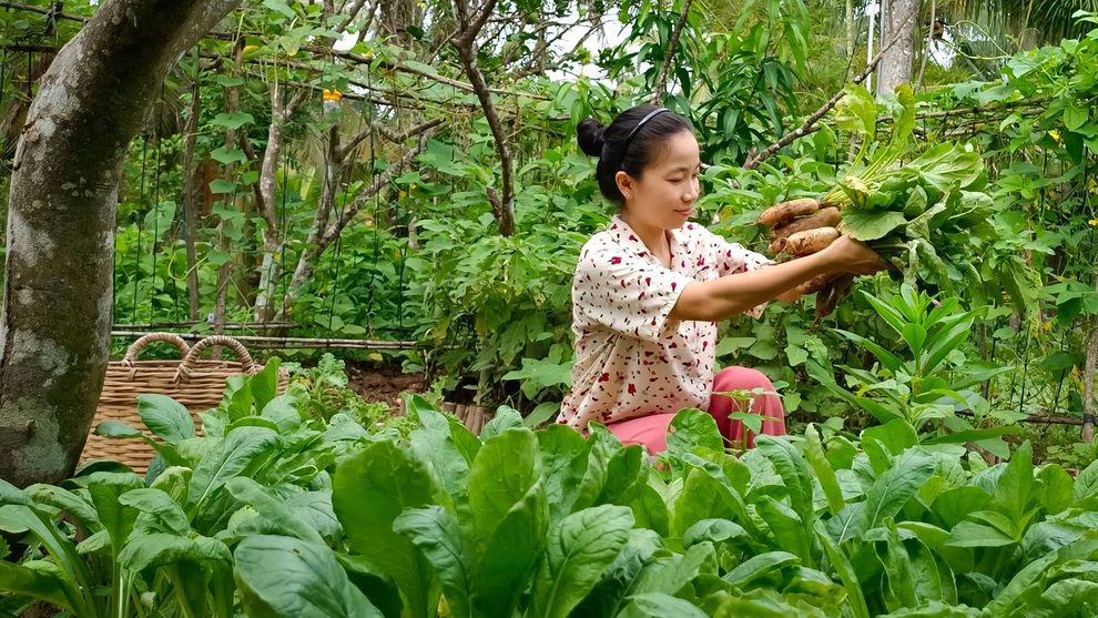 Tự trồng, thu hoạch và làm món củ cải trắng ngâm tương - 1 Tự trồng, thu hoạch và làm món củ cải trắng ngâm tương - 1