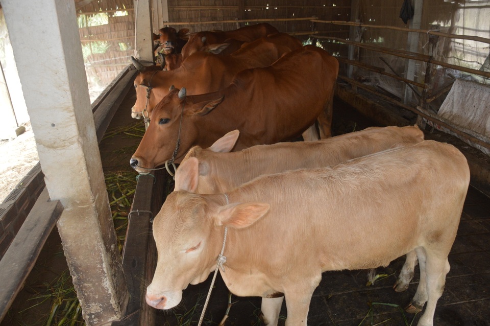 Anh nông dân có tài sản trăm triệu đồng từ 2 chú bò do Nhà nước hỗ trợ - 2