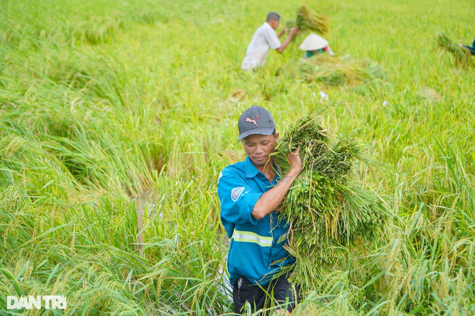 Nông dân nhìn trời... khóc hậu bão Yagi - 3