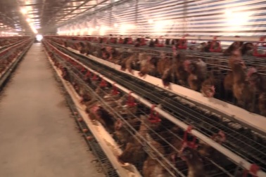 Nuôi gà cho nghe nhạc.