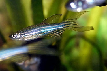 Loài cá có tiềm năng giúp chữa bệnh mù lòa ở người