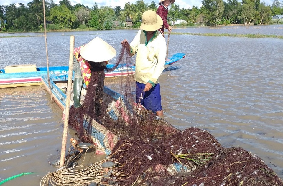 Sóc Trăng: Thu tiền triệu từ nghề nuôi cá mùa nước nổi ở vùng trũng - 1 Sóc Trăng: Thu tiền triệu từ nghề nuôi cá mùa nước nổi ở vùng trũng - 1