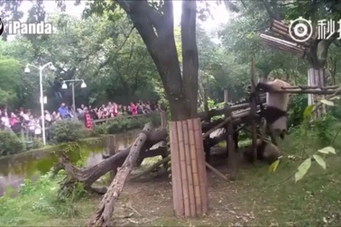 Gấu trúc trổ tài kungfu