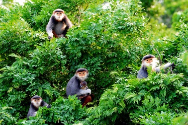 Đà Nẵng báo cáo Thủ tướng về quy hoạch Sơn Trà