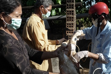 Phát hiện ổ dịch cúm gia cầm