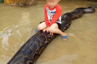 Thông tin mới về hình ảnh cậu bé 3 tuổi cưỡi trăn “khủng”