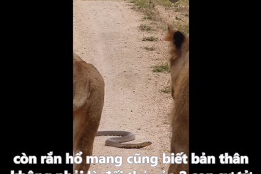 Thằn lằn thoát chết đầy may mắn khi đối mặt đồng thời rắn hổ mang lẫn sư tử