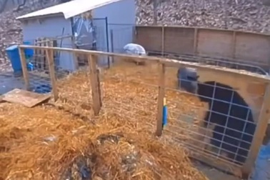 Gấu trèo vào chuồng lợn để kiếm ăn và cái kết