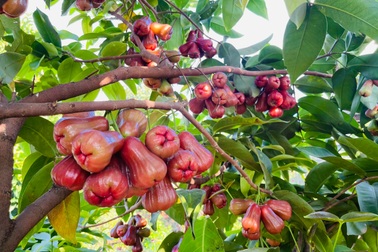 Vườn rau trái 2.000m2 "hái mỏi tay" của 9X Đắk Lắk