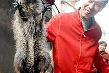 Chuột khổng lồ nặng gần 3 kg