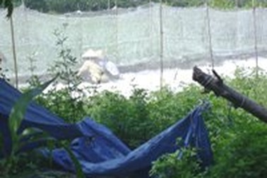 92% dân Hà Tây có giun đũa trong người