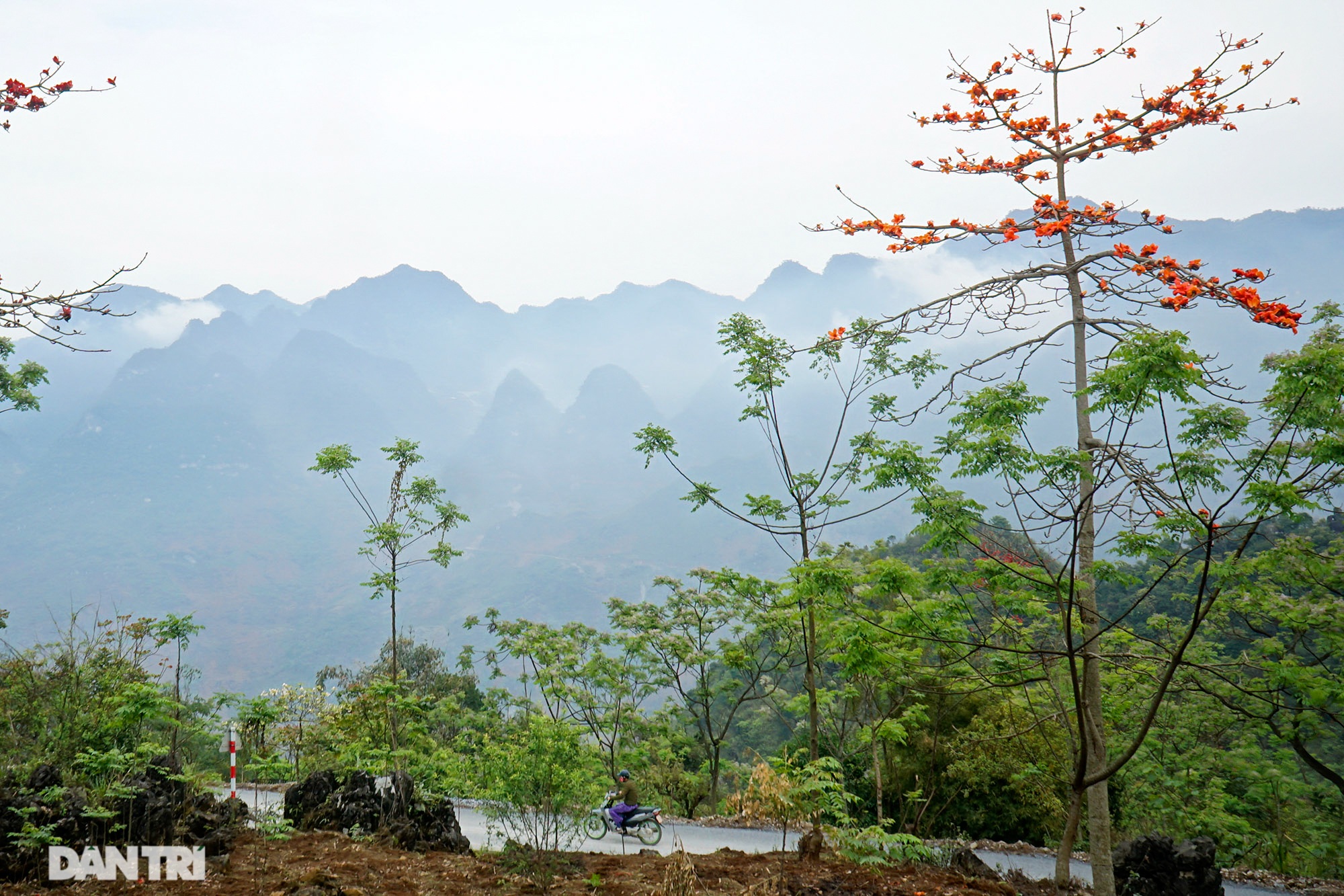 Hoa đào, mận nở khắp mọi nẻo đường cao nguyên đá Đồng Văn - 6 Hoa đào, mận nở khắp mọi nẻo đường cao nguyên đá Đồng Văn - 6