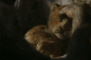 Choáng ngợp trước vẻ đẹp của “phim kinh điển” 2019