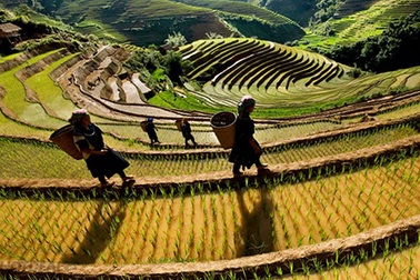 Mường Lò: Vẻ đẹp hoang sơ, quyến rũ lạ kỳ!