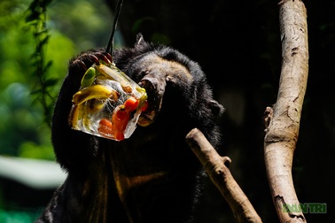 Doanh thu giảm 95%, nhân viên giảm lương để đảm bảo phần ăn cho thú