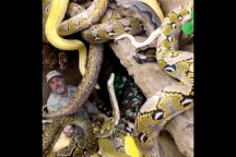 Clip "người đàn ông bị bầy trăn khổng lồ bao vây" gây sốt tuần qua