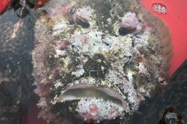 Sơn hào hải vị "đắt xắt ra miếng" nhất định phải thử khi đến Lý Sơn