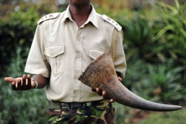 Một người Việt bị bắt vì buôn lậu sừng tê giác tại Nam Phi