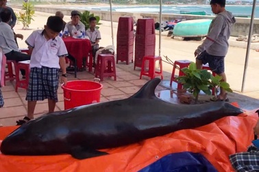 Cá voi liên tiếp dạt vào bờ biển Quảng Ngãi