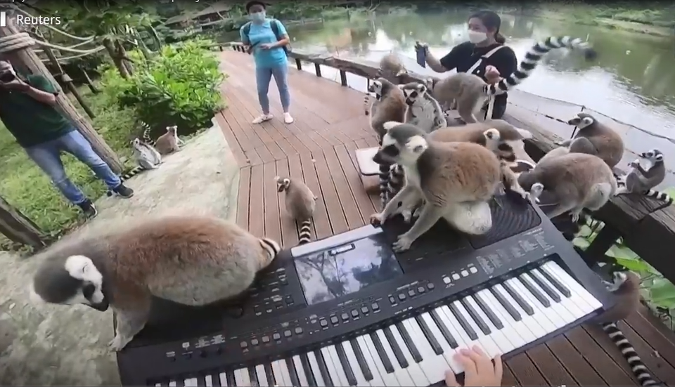 Sở thú ế ẩm vì dịch, động vật nghe nhạc sống... cho đỡ buồn - 2 Sở thú ế ẩm vì dịch, động vật nghe nhạc sống... cho đỡ buồn - 2