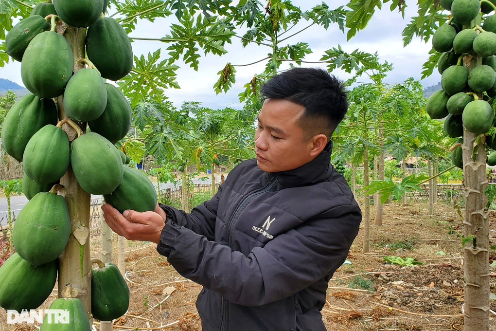 Thanh niên tay ngang làm du lịch, bắt vườn cây bỏ hoang đẻ ra tiền - 5