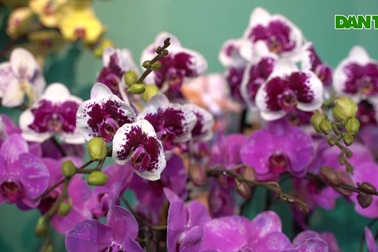 Chiêm ngưỡng lan hồ điệp "khủng" giá hàng trăm triệu ở Hà Nội