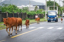 Vụ cháu bé bị bò tấn công ở Đà Nẵng: Yêu cầu chấm dứt thả rông gia súc