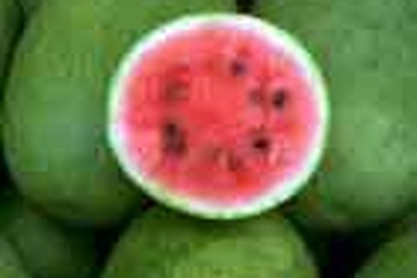 Dưa hấu khổng lồ 