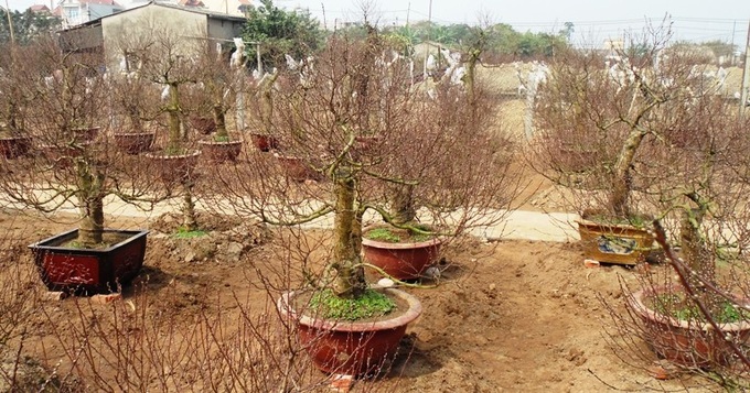 Nhật Tân: Các nhà vườn gấp rút chuẩn bị đào tết