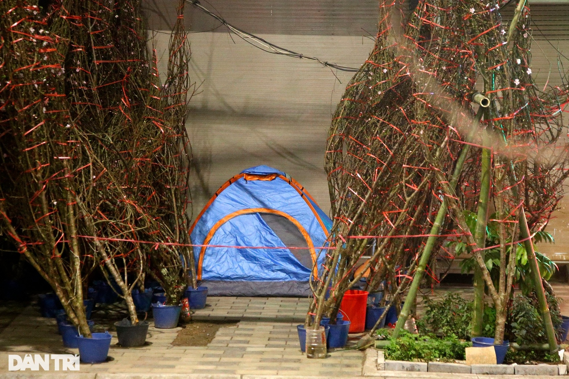 Lọ mọ đêm hôm trong mưa rét trông đào quất Tết ở Hà Nội - 10