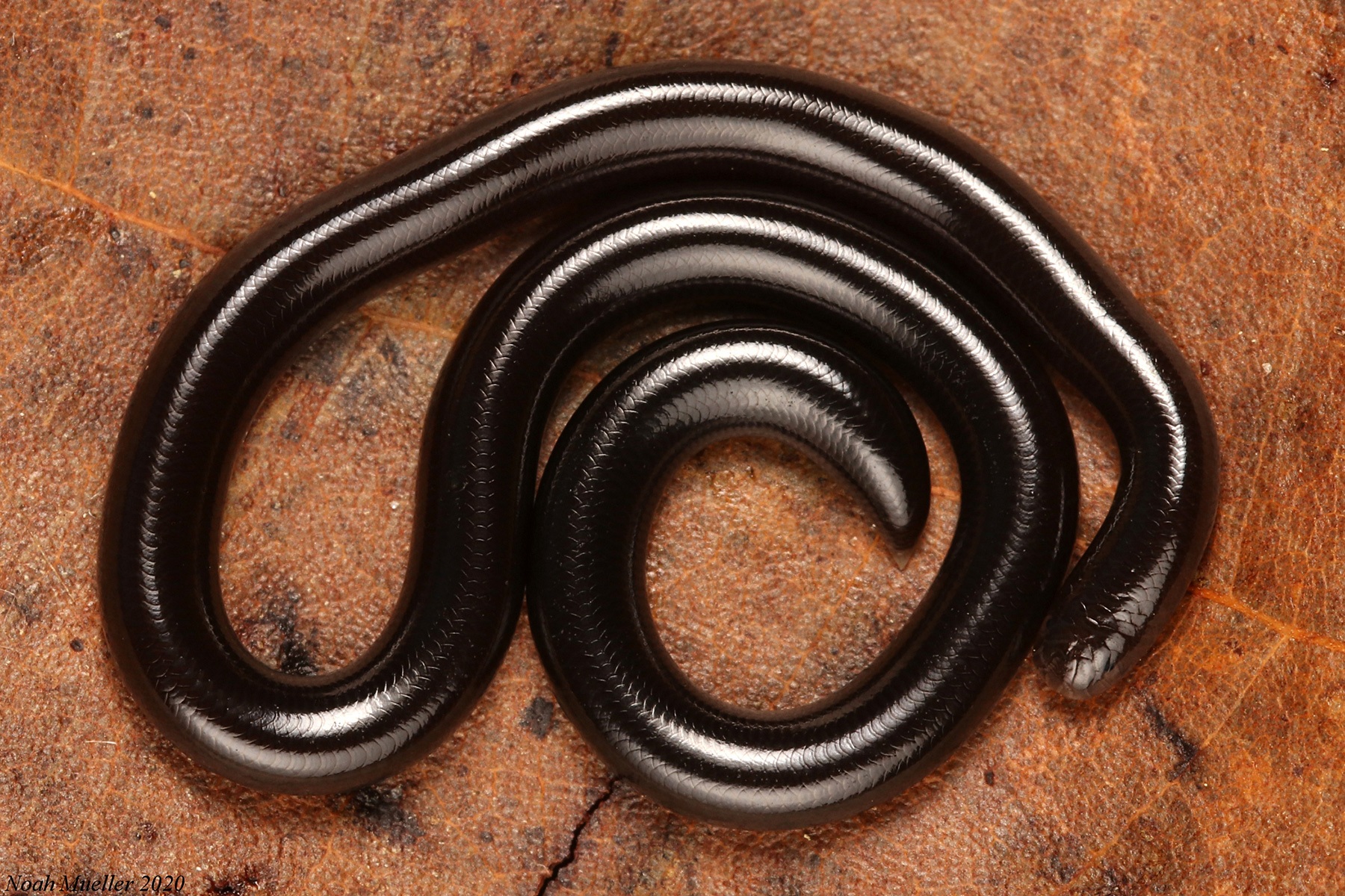 Thực hư loài rắn tại Việt Nam bé bằng cây đũa nhưng có nọc độc chết người?