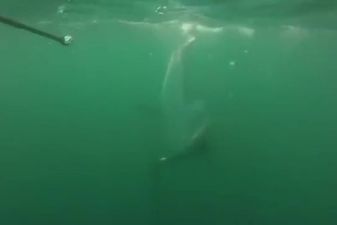 Cá mập hổ đối đầu cá mập đầu búa