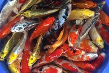 Đỏ rực cả làng, hàng tấn cá chép chuẩn bị Tết ông Táo