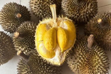 “Một TikToker nổi tiếng chỉ 5 tiếng bán được 650 triệu USD tiền sầu riêng”