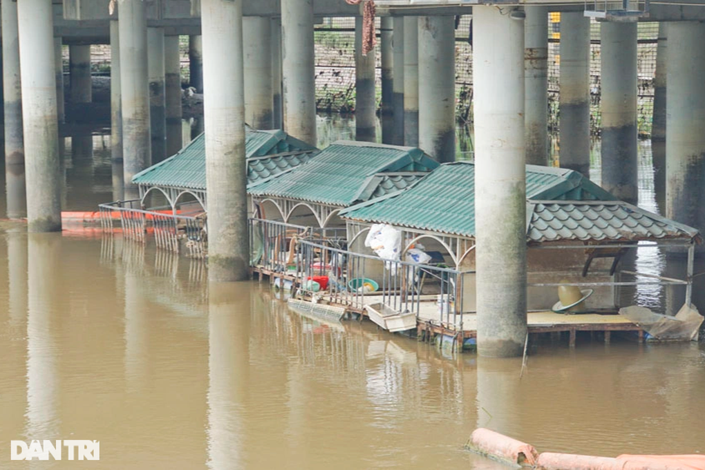 Lý do đàn thiên nga 200 con trên sông Tam Bạc chỉ còn 5 con - 4 Lý do đàn thiên nga 200 con trên sông Tam Bạc chỉ còn 5 con - 4