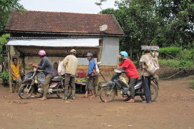 Hàng trăm dân xới tung rừng tìm gốc rễ cây sưa