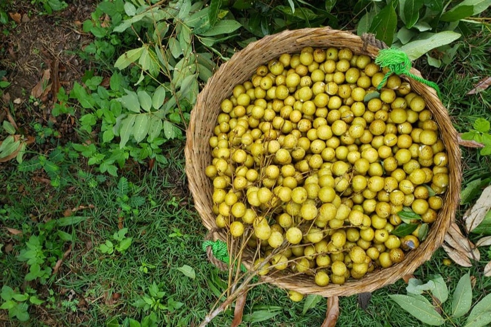 Nhãn giảm sâu còn 8.000 đồng/kg, người dân âu sầu mang quả vào lò sấy - 1