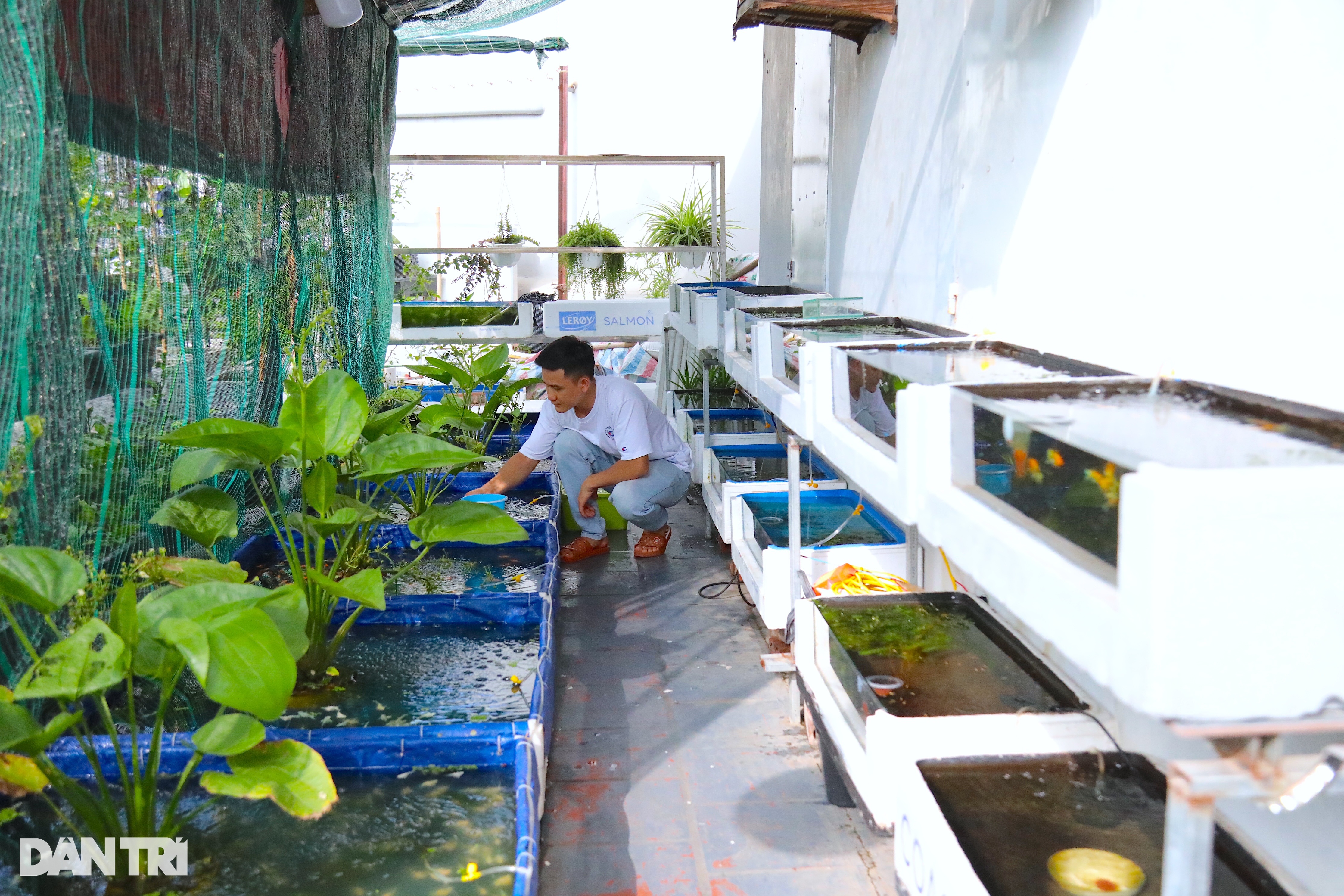 Ông bố ở Hà Nội trồng dưa lưới, nuôi cá sân thượng, kiếm chục triệu/tháng - 10 Ông bố ở Hà Nội trồng dưa lưới, nuôi cá sân thượng, kiếm chục triệu/tháng - 10