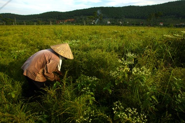 Rừng rễ Côn Sơn 