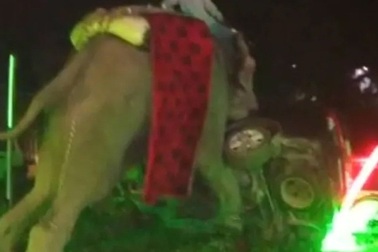 Voi bất ngờ "đại náo" lễ cưới, chú rể và khách bỏ chạy tán loạn