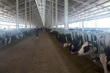 Khánh thành trang trại bò sữa sử dụng hệ thống robot đẩy thức ăn tự động
