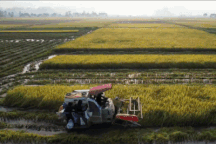 Bức tranh quê tuyệt đẹp vào mùa gặt ở ngoại thành Hà Nội