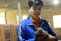 Bỏ nghề cơ khí, thanh niên về quê nuôi chồn hương, việc nhẹ lãi cao