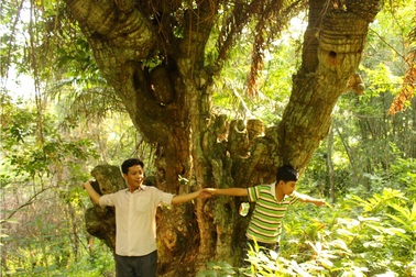 Rừng thiên tuế cổ thụ khổng lồ, cây 4 người ôm không xuể