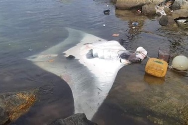 Ngư dân Lý Sơn bắt được cá đuối nặng 600 kg